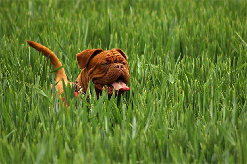 犬に薬を飲ませる時に避けるべき3つの食べ物
