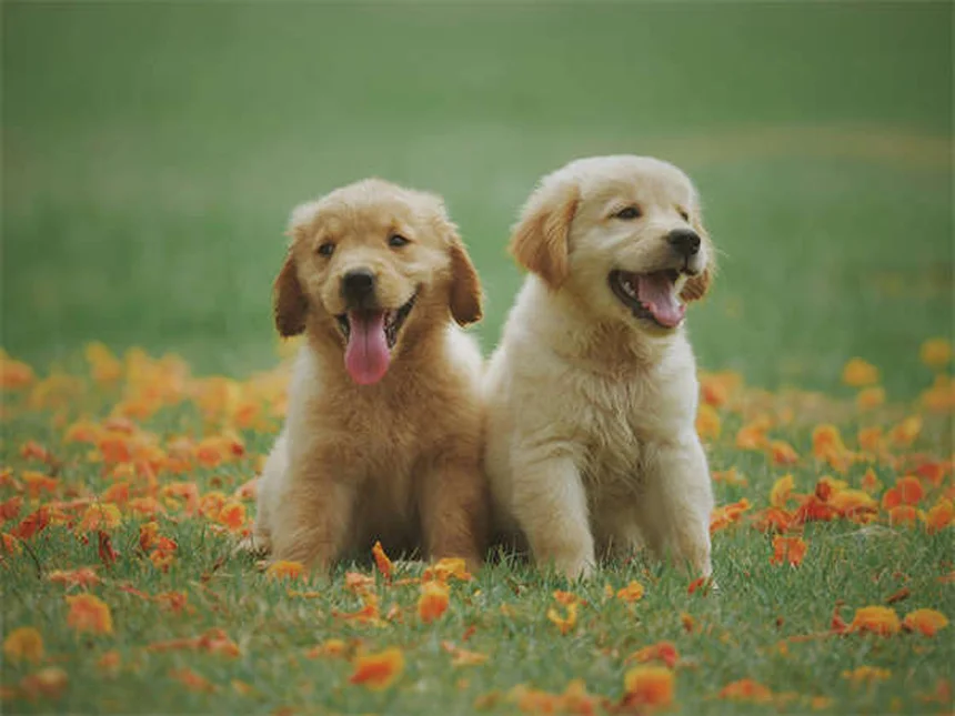 ペットに薬を与えるのが苦手な飼い主必見！成功率90％のコツ5選
