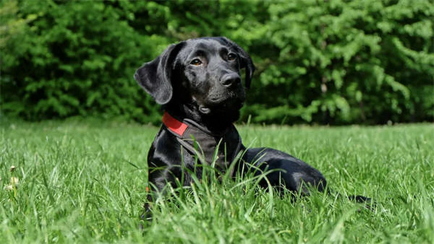 愛犬の治療費に悩んだらまず読んで。助けになる7つの方法