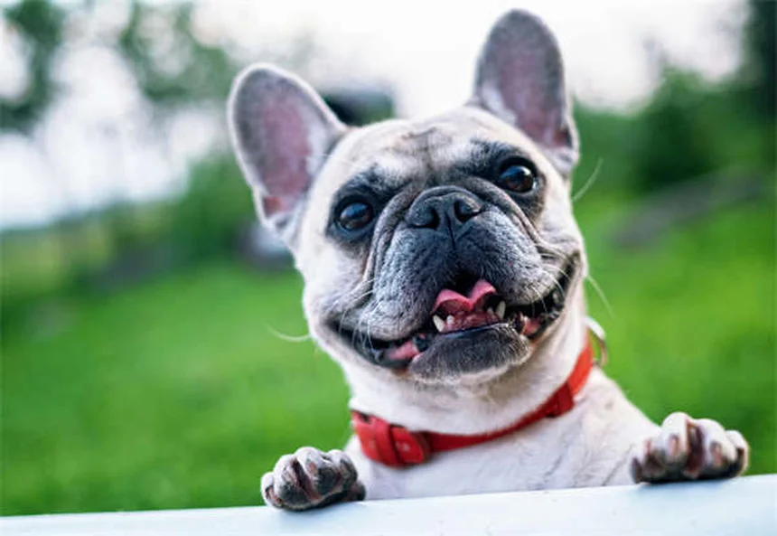 犬の飛びつきを直す！原因と効果的なしつけ方法