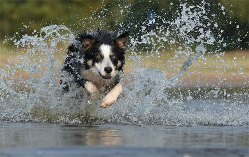 犬の医療大麻、知っておくべき現状とリスクまとめ