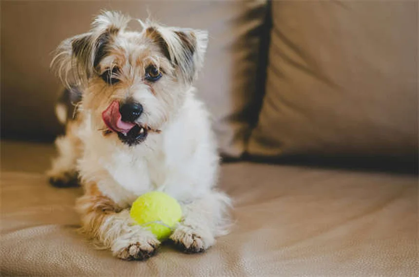 トレサダームの効果と使い方を犬猫の飼い主へ徹底解説