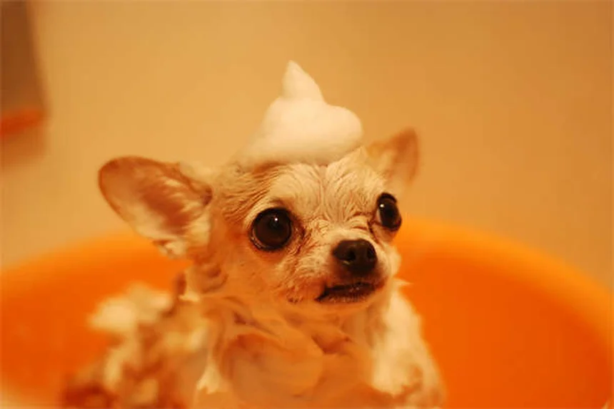 犬のコデイン：知っておくべき副作用と注意点を獣医師が解説