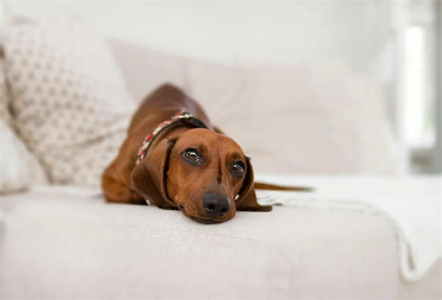 犬のコデイン：知っておくべき副作用と注意点を獣医師が解説