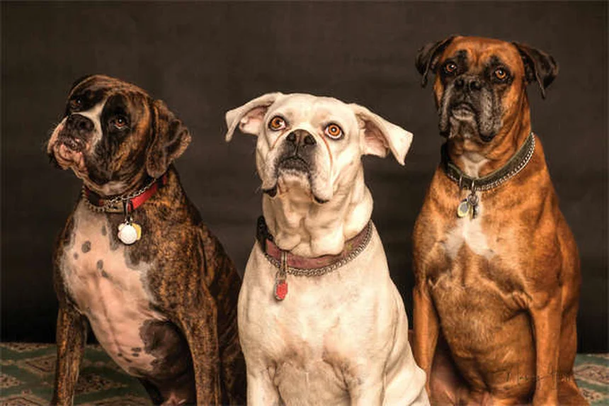 犬や鳥には効くけど猫には危険？獣医用ボリコナゾールの副作用と正しい使い方