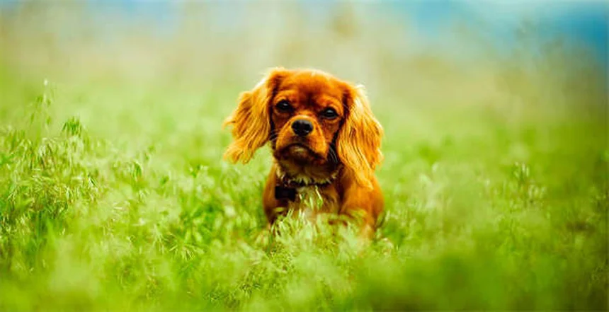 ペプシドの効果を最大限に！犬猫胃潰瘍治療で知っておくべき3つのポイント