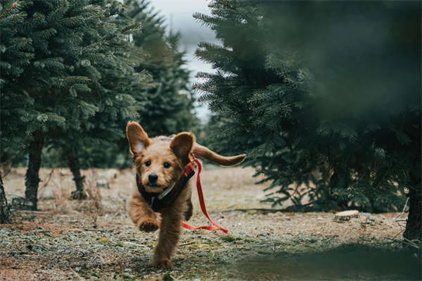 犬が唸る5つの理由と正しい対処法