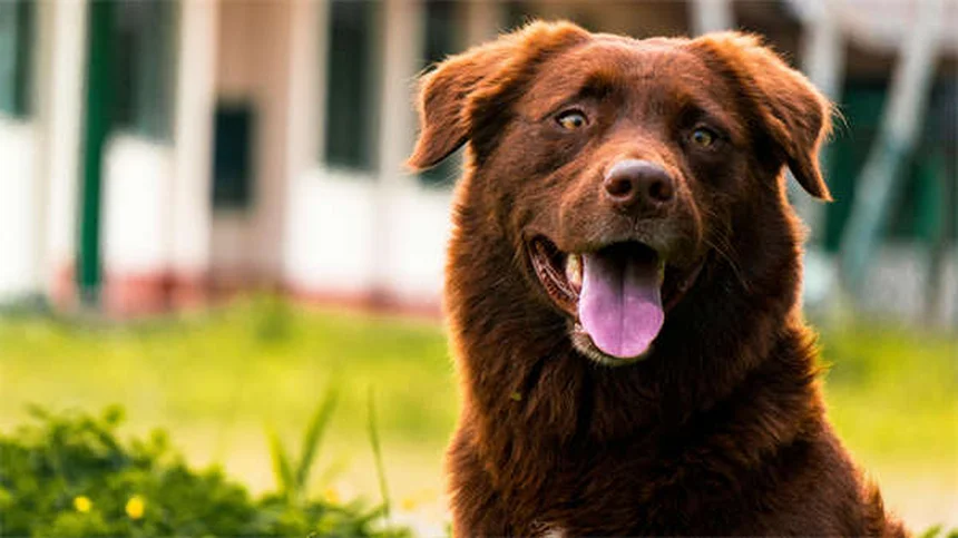 犬の鼻が持つ驚きの能力5選と健康ケア法