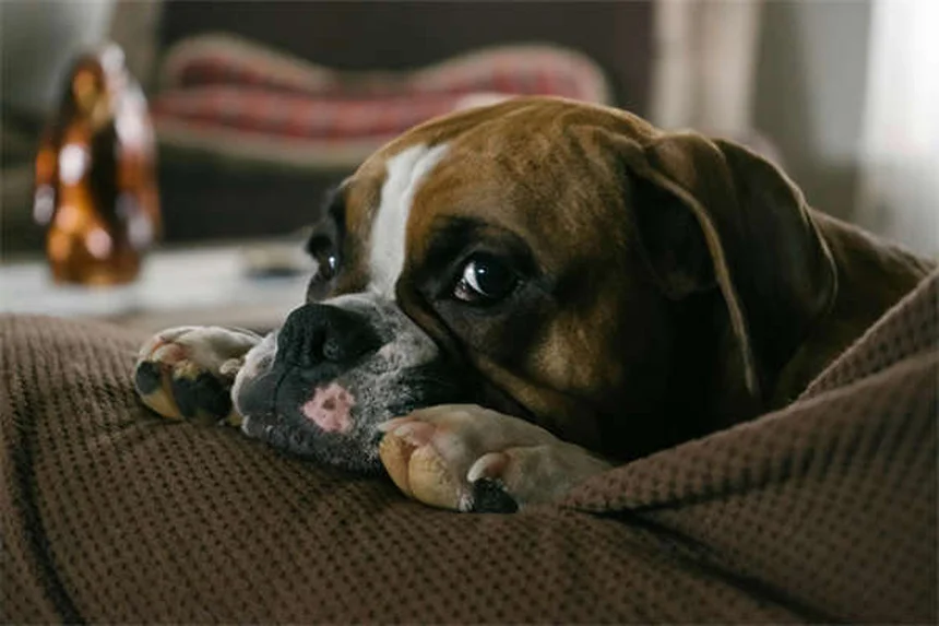 犬の鼻が持つ驚きの能力5選と健康ケア法