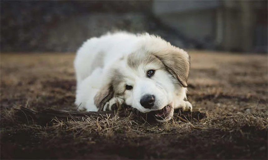 見逃すな！犬の慢性腎臓病のサイン…普通の老化と勘違いしていませんか？