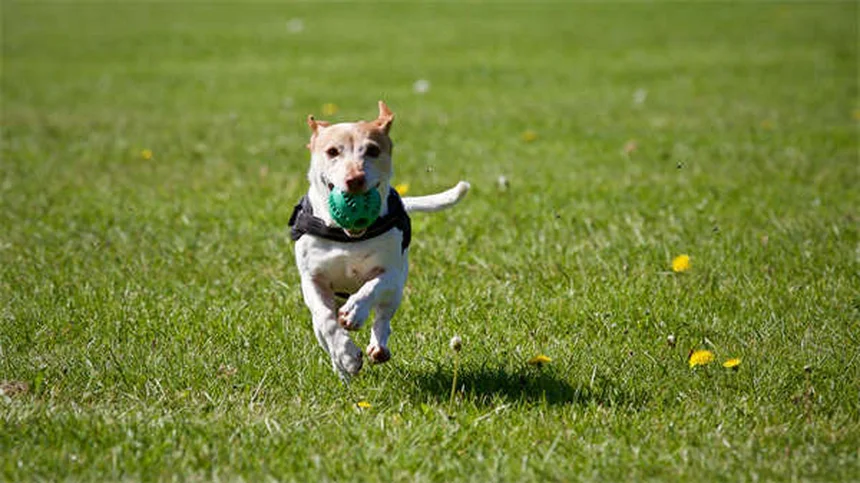 犬の呼吸が荒い？気づかずに放置してない？危険な病気と受診の判断基準