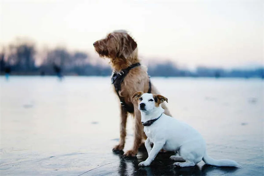 子犬の初めてのクリスマスを安全に過ごす7つの注意点