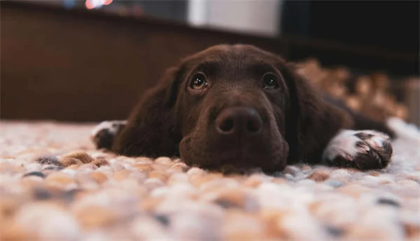 膵酵素の正しい使い方と副作用、選び方｜犬猫のEPI治療ガイド