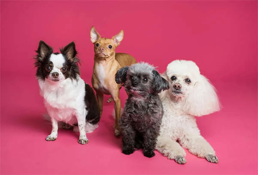 膵酵素の正しい使い方と副作用、選び方｜犬猫のEPI治療ガイド