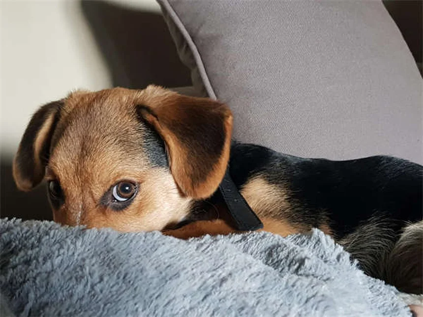 うさぎの痒み、すぐに試せる原因別対策を飼い主が解説