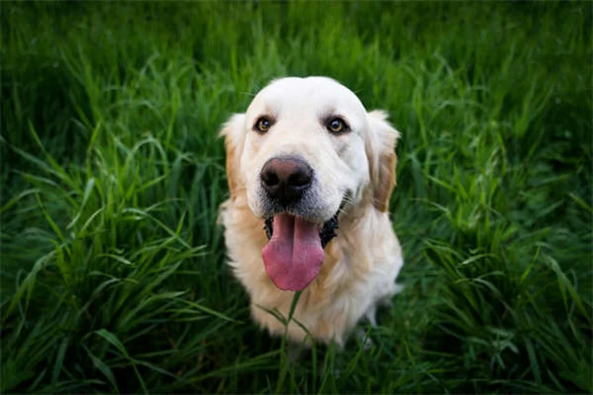 犬のシメチジン：その効果と正しい使い方を解説