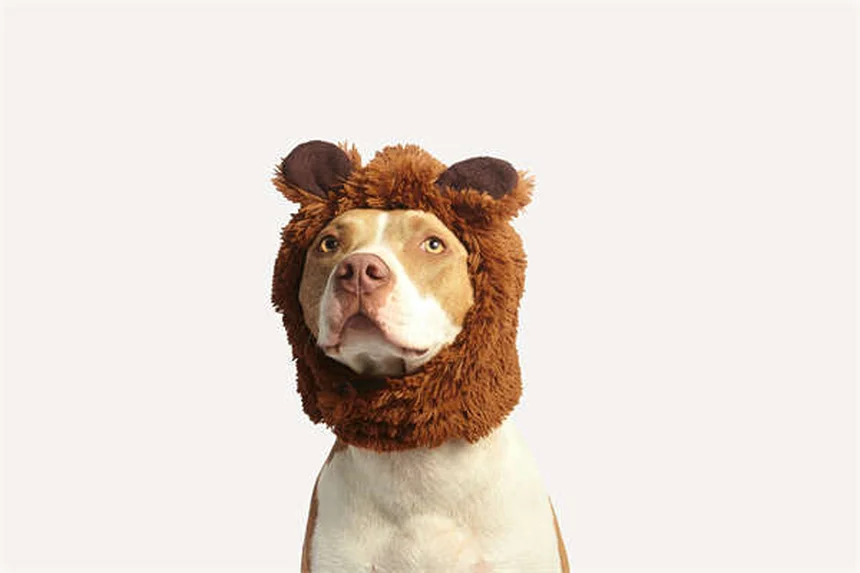 犬のシメチジン：その効果と正しい使い方を解説