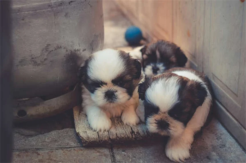 子犬が泣く理由と正しい対処法を解説！分離不安・夜泣きも解決
