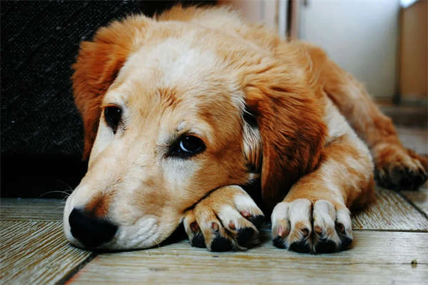 子犬が泣く理由と正しい対処法を解説！分離不安・夜泣きも解決