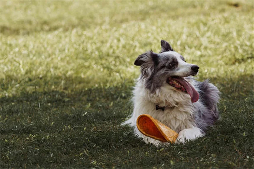 ペットの年間コストはいくら？犬と猫の飼育費を徹底比較