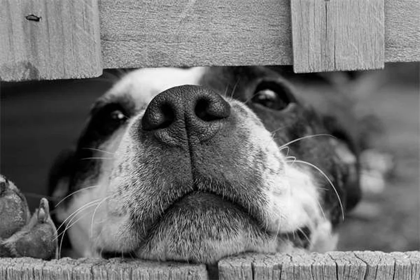 愛犬・愛猫がパーティーで怖がる？事前準備でストレスを激減させる方法