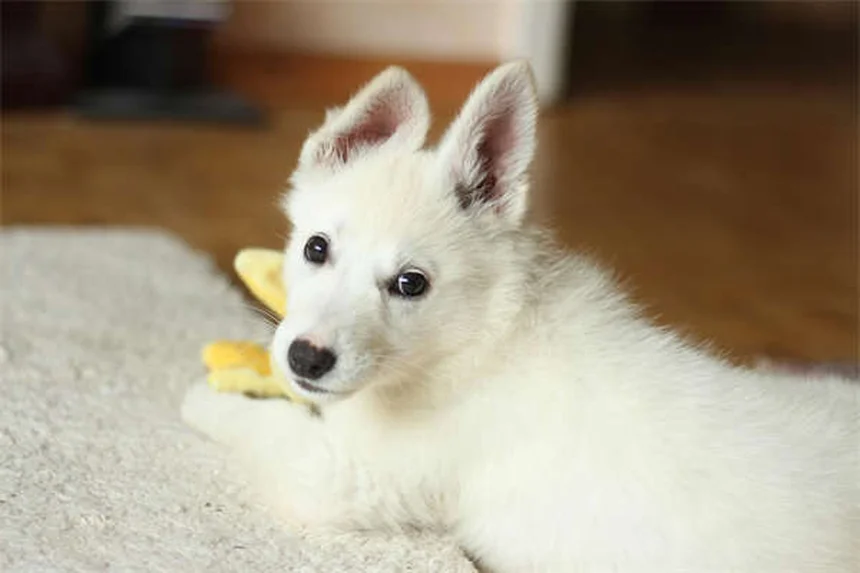 愛犬・愛猫がパーティーで怖がる？事前準備でストレスを激減させる方法