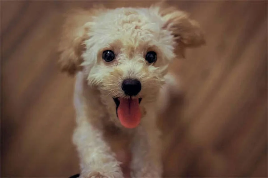 子犬の成長を7週間で完全ガイド！私が実践した発育と健康管理の秘訣