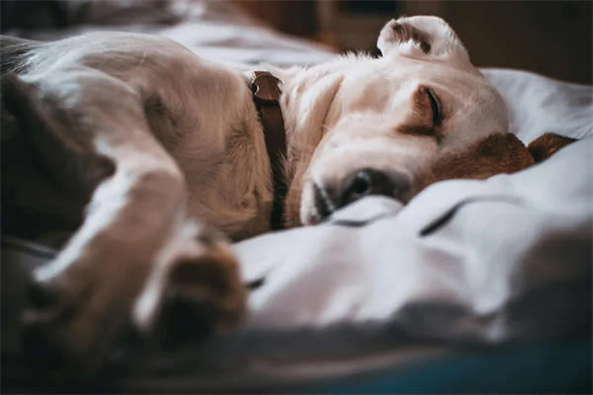 子犬の成長を7週間で完全ガイド！私が実践した発育と健康管理の秘訣