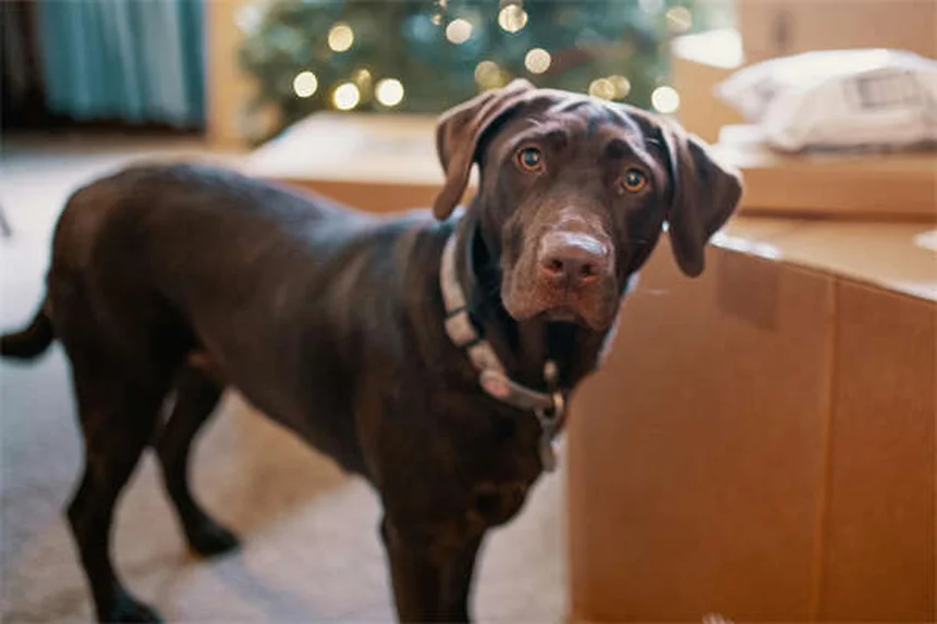 犬の不安症薬、実際に使ってわかったこと。獣医師との相談で後悔しないためのチェックリスト