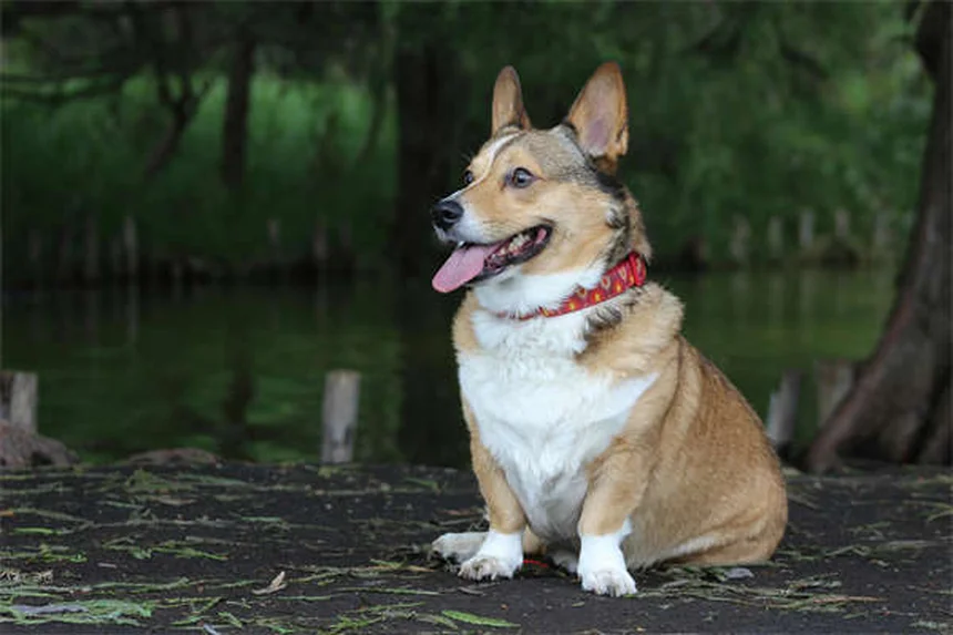 犬の不安症薬、実際に使ってわかったこと。獣医師との相談で後悔しないためのチェックリスト