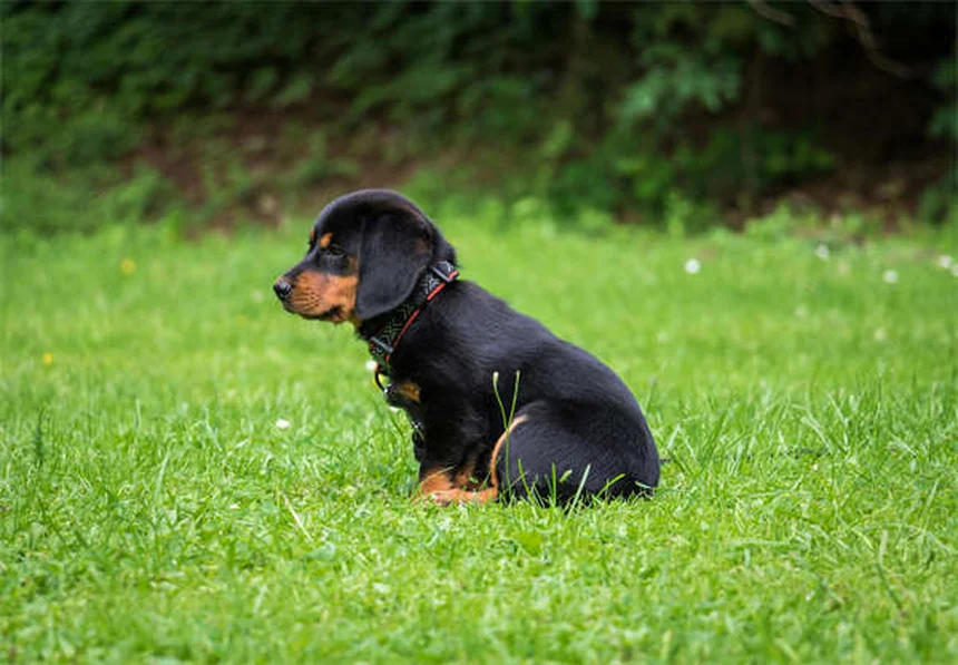 【清潔な犬種】10選！リアルな飼い方とよくある誤解