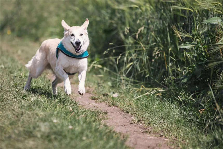 【清潔な犬種】10選！リアルな飼い方とよくある誤解