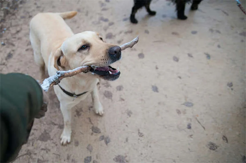 犬のワクチンは必要？スケジュールや費用、副作用まで徹底解説