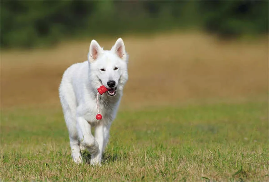 愛犬用ハーネスの使い方｜引っ張り防止に効果的な装着術とおすすめタイプ